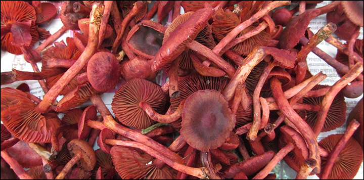 Cortinarius sanguineus, collected locally in Estonia, produces the best red color on the wool (September 2014). Photo courtesy of Susan Hopkins.